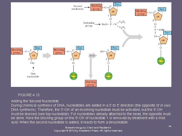 FIGURE 4. 13 Adding the Second Nucleotide During chemical synthesis of DNA, nucleotides are