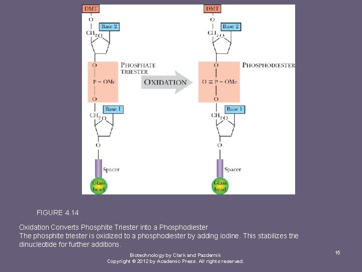 FIGURE 4. 14 Oxidation Converts Phosphite Triester into a Phosphodiester The phosphite triester is