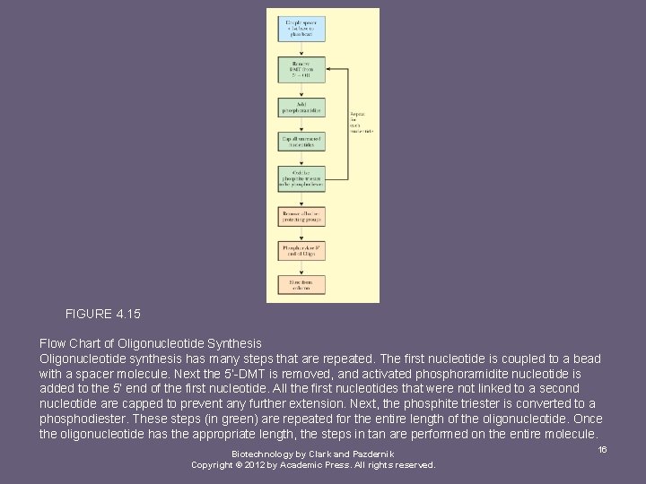 FIGURE 4. 15 Flow Chart of Oligonucleotide Synthesis Oligonucleotide synthesis has many steps that
