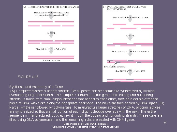 FIGURE 4. 16 Synthesis and Assembly of a Gene (A) Complete synthesis of both