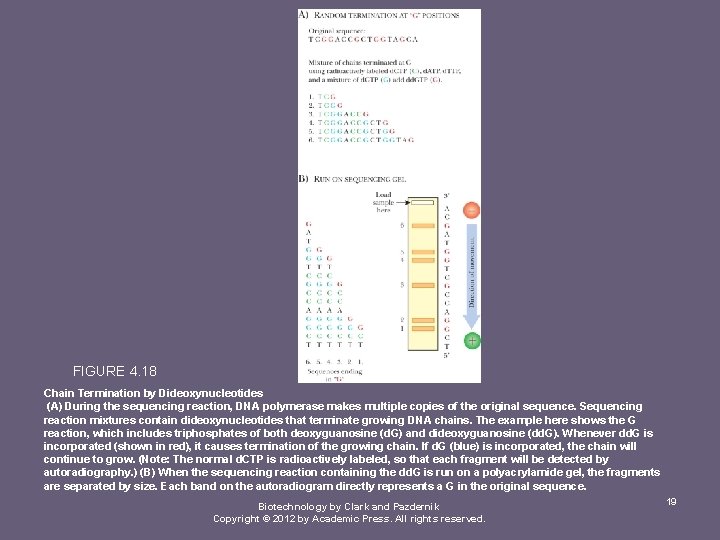 FIGURE 4. 18 Chain Termination by Dideoxynucleotides (A) During the sequencing reaction, DNA polymerase