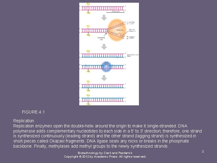 FIGURE 4. 1 Replication enzymes open the double-helix around the origin to make it