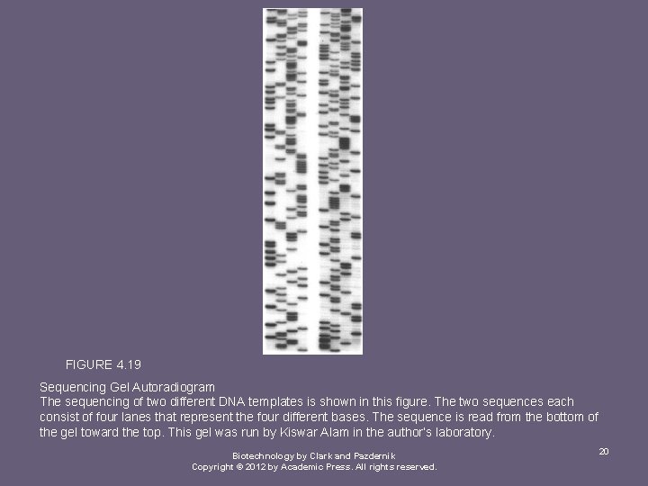 FIGURE 4. 19 Sequencing Gel Autoradiogram The sequencing of two different DNA templates is