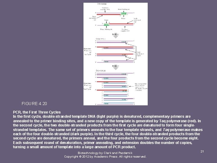FIGURE 4. 20 PCR, the First Three Cycles In the first cycle, double-stranded template