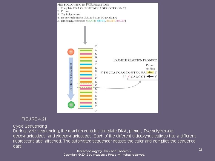 FIGURE 4. 21 Cycle Sequencing During cycle sequencing, the reaction contains template DNA, primer,
