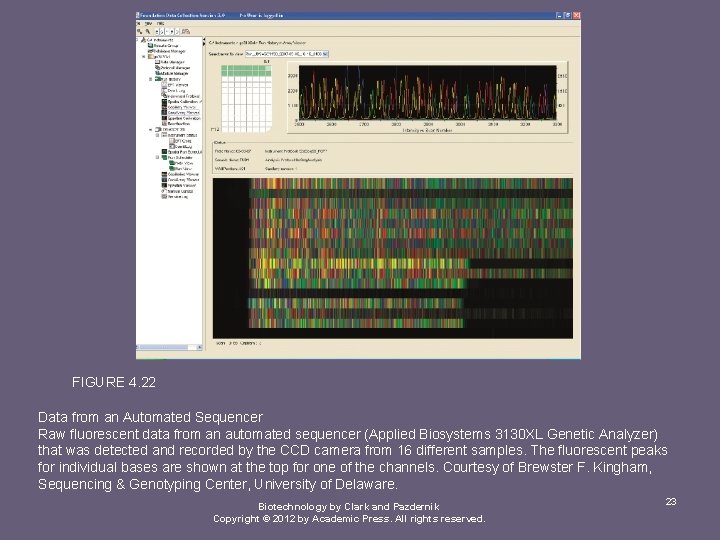 FIGURE 4. 22 Data from an Automated Sequencer Raw fluorescent data from an automated