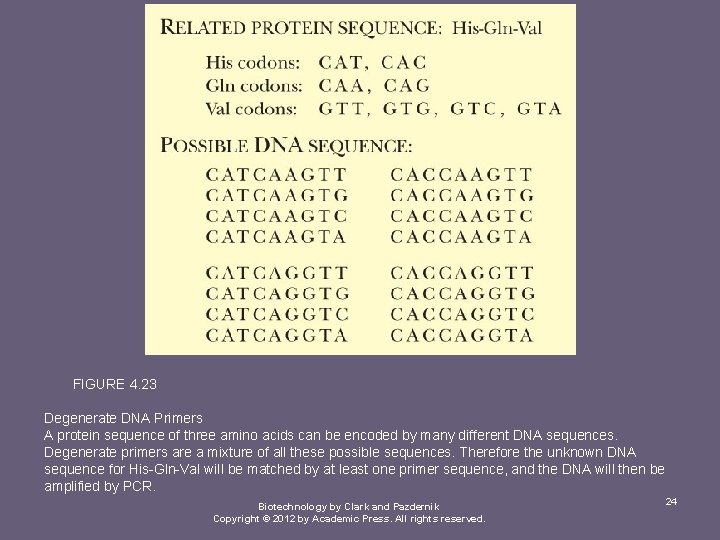 FIGURE 4. 23 Degenerate DNA Primers A protein sequence of three amino acids can