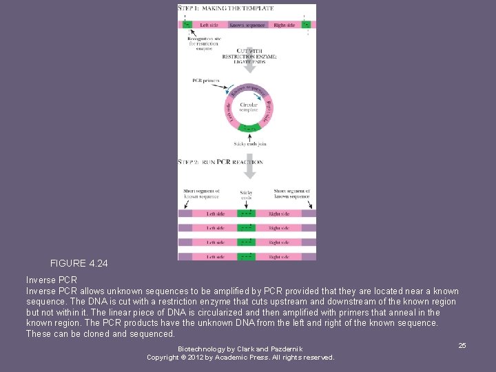 FIGURE 4. 24 Inverse PCR allows unknown sequences to be amplified by PCR provided