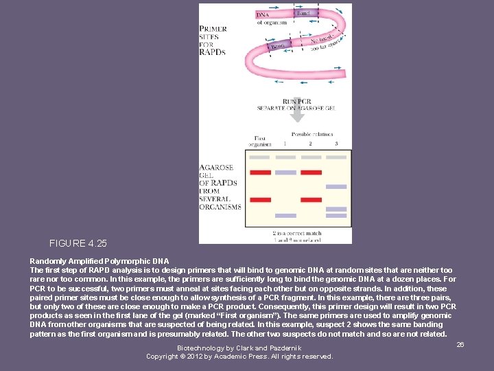 FIGURE 4. 25 Randomly Amplified Polymorphic DNA The first step of RAPD analysis is