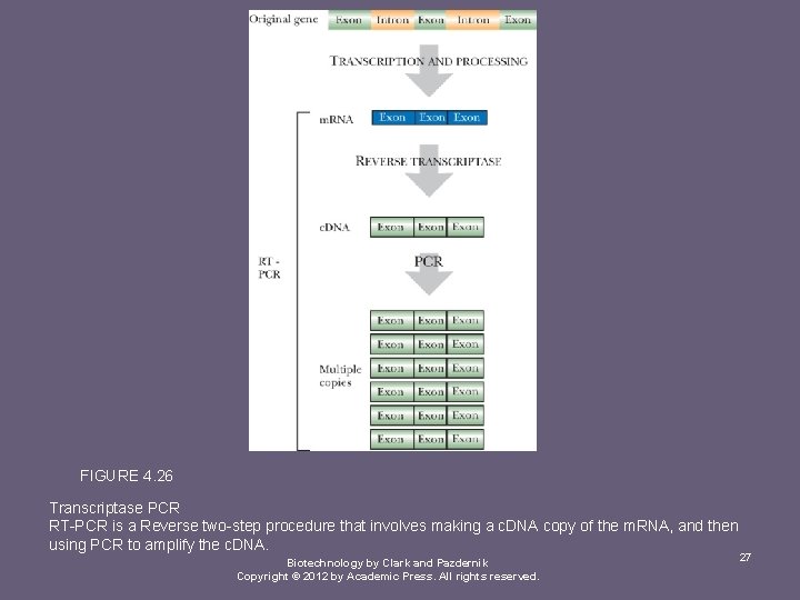 FIGURE 4. 26 Transcriptase PCR RT-PCR is a Reverse two-step procedure that involves making