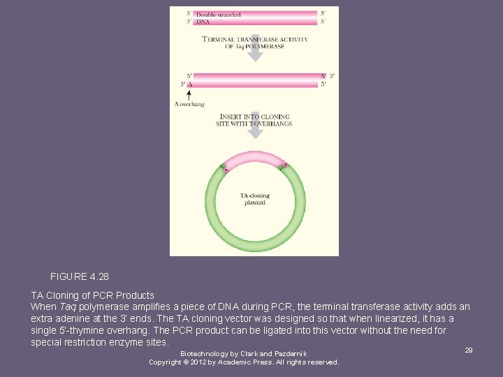 FIGURE 4. 28 TA Cloning of PCR Products When Taq polymerase amplifies a piece