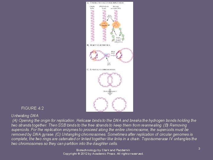 FIGURE 4. 2 Untwisting DNA (A) Opening the origin for replication. Helicase binds to