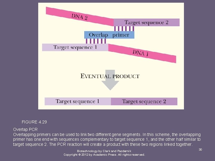 FIGURE 4. 29 Overlap PCR Overlapping primers can be used to link two different