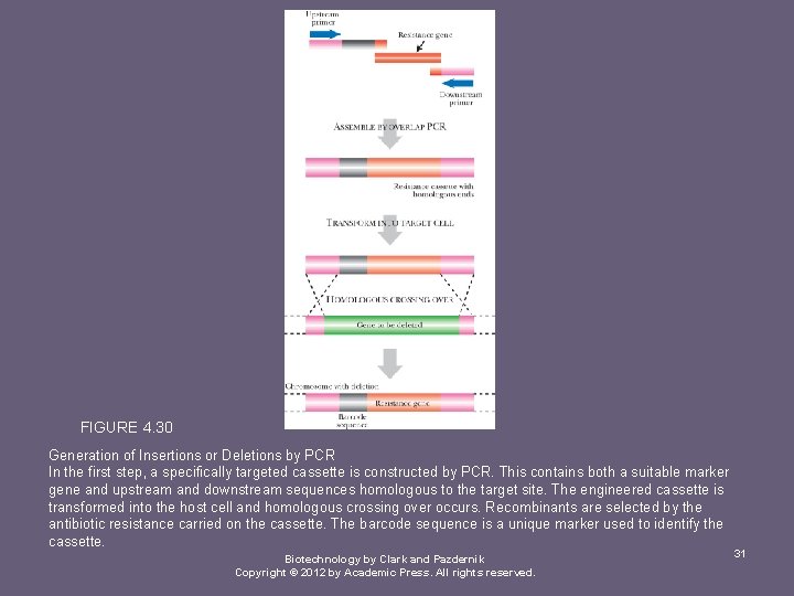 FIGURE 4. 30 Generation of Insertions or Deletions by PCR In the first step,