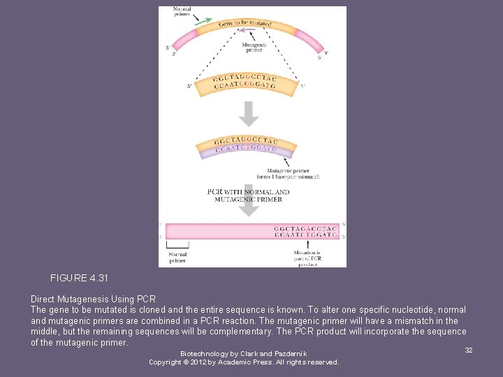 FIGURE 4. 31 Direct Mutagenesis Using PCR The gene to be mutated is cloned