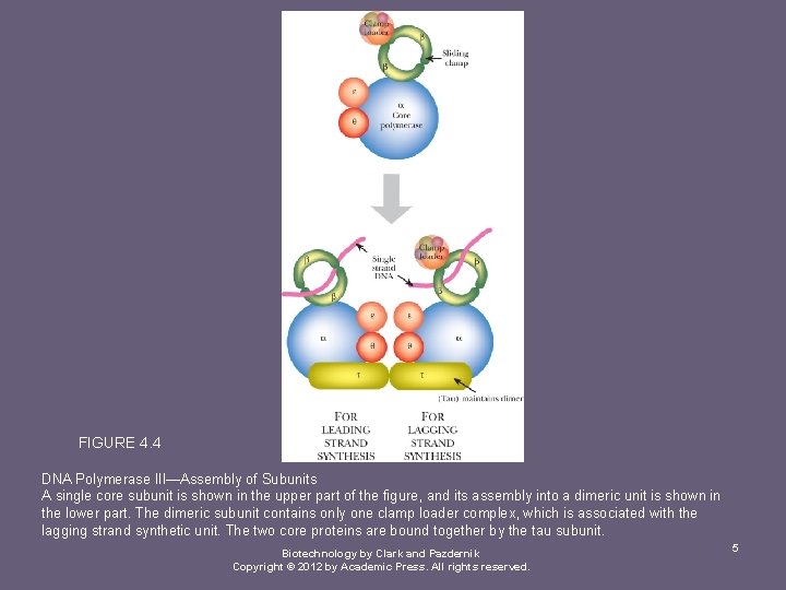 FIGURE 4. 4 DNA Polymerase III—Assembly of Subunits A single core subunit is shown