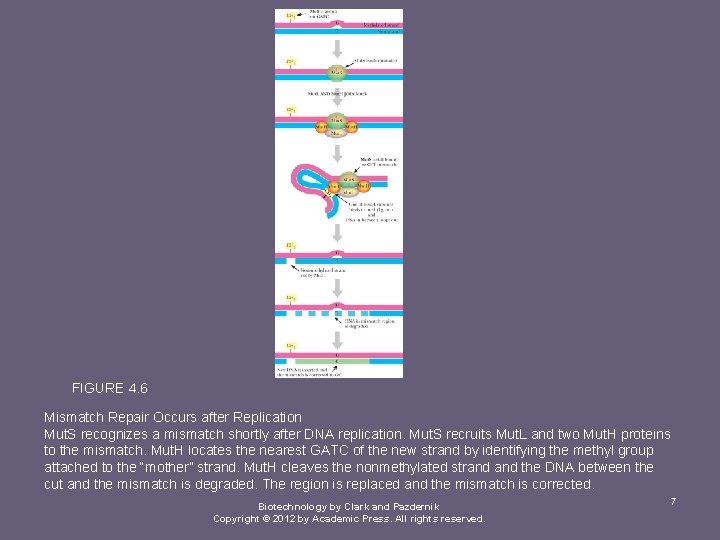 FIGURE 4. 6 Mismatch Repair Occurs after Replication Mut. S recognizes a mismatch shortly