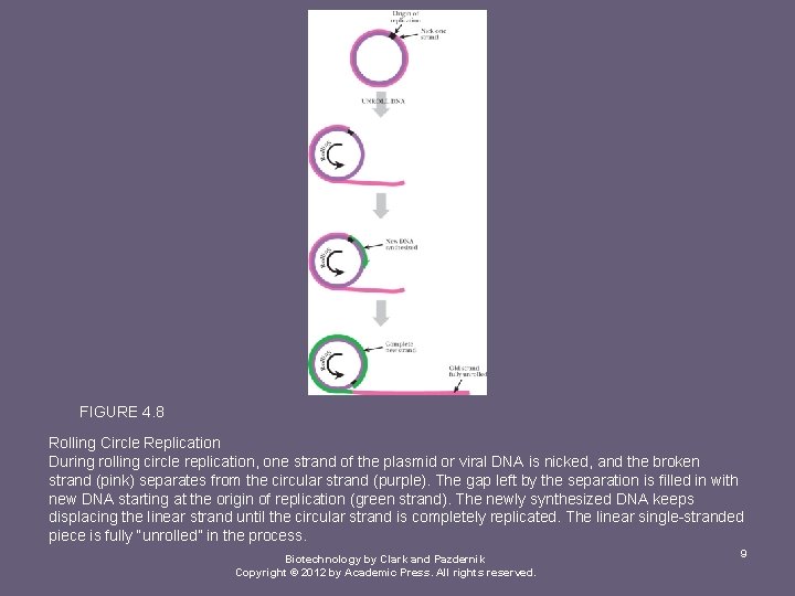 FIGURE 4. 8 Rolling Circle Replication During rolling circle replication, one strand of the