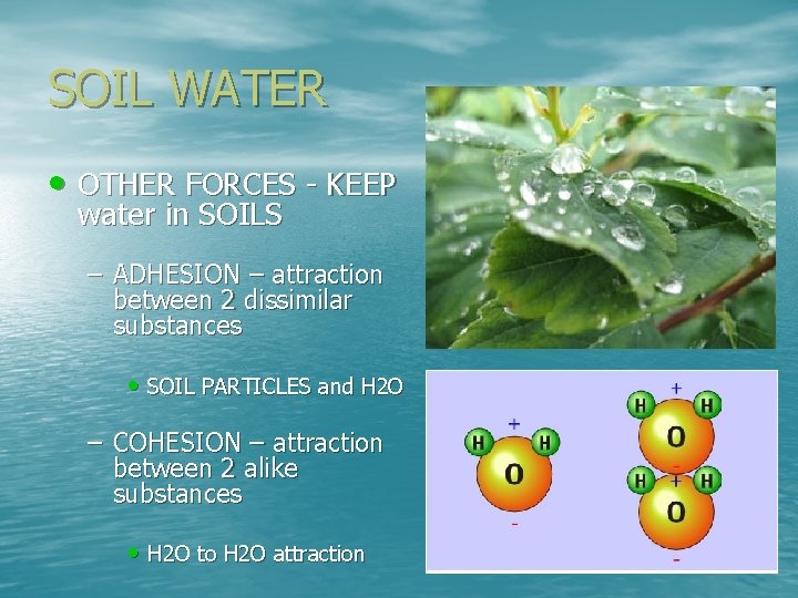 SOIL WATER • OTHER FORCES - KEEP water in SOILS – ADHESION – attraction
