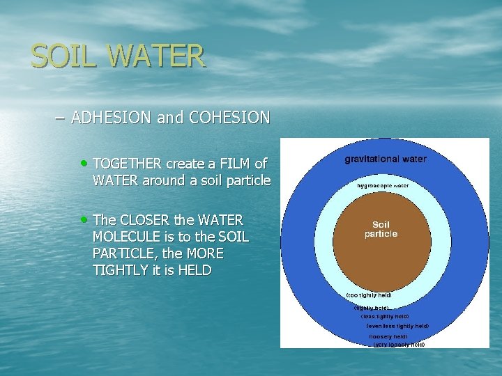 SOIL WATER – ADHESION and COHESION • TOGETHER create a FILM of WATER around