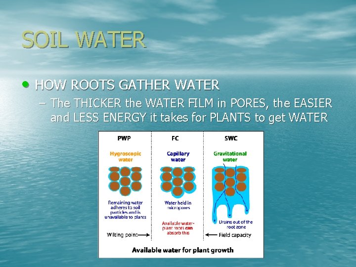 SOIL WATER • HOW ROOTS GATHER WATER – The THICKER the WATER FILM in