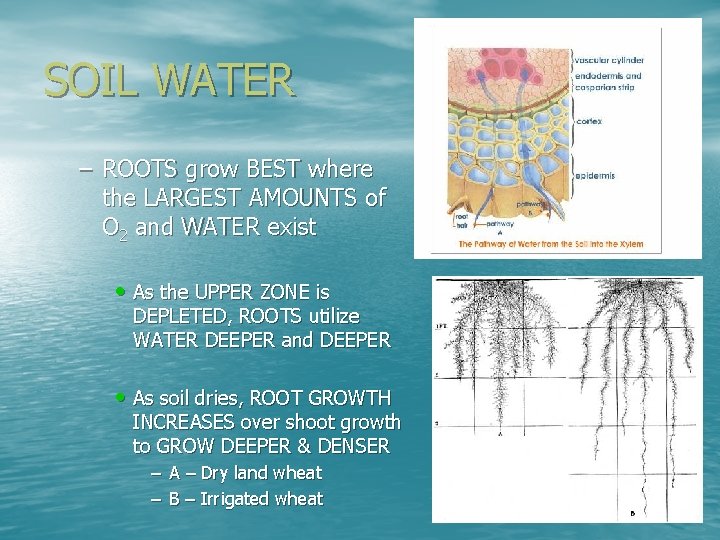 SOIL WATER – ROOTS grow BEST where the LARGEST AMOUNTS of O 2 and SOIL WATER – ROOTS grow BEST where the LARGEST AMOUNTS of O 2 and