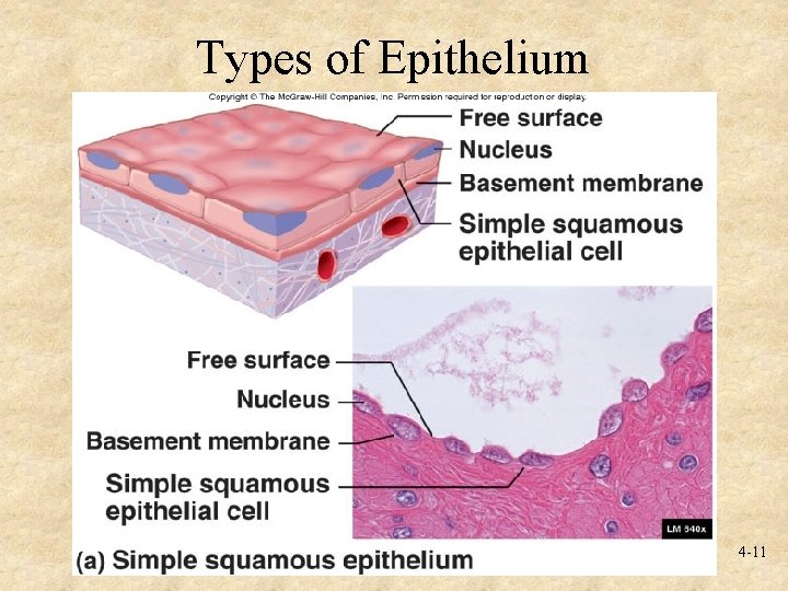 Types of Epithelium 4 -11 