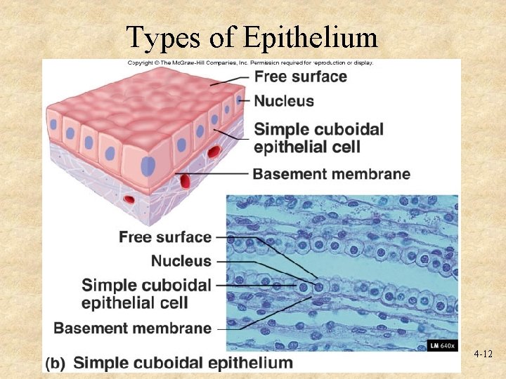 Types of Epithelium 4 -12 