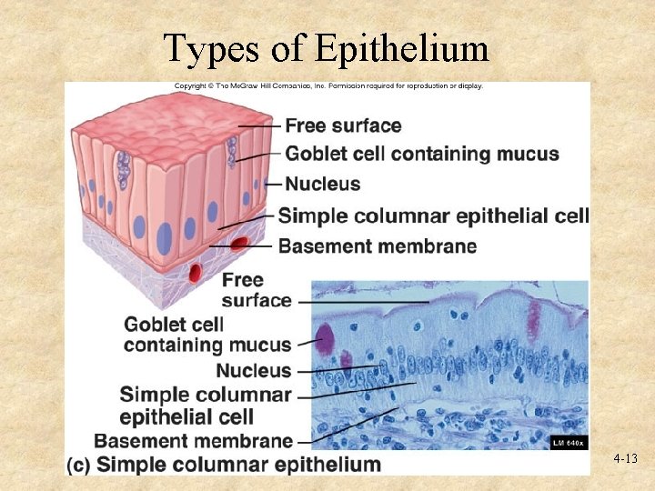 Types of Epithelium 4 -13 