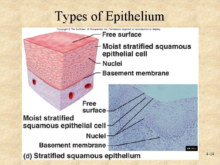 Types of Epithelium 4 -14 