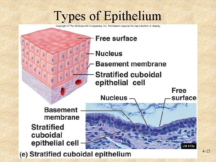 Types of Epithelium 4 -15 