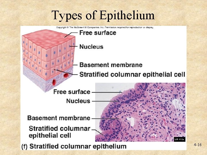 Types of Epithelium 4 -16 