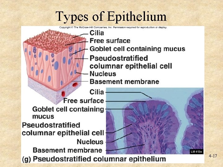 Types of Epithelium 4 -17 
