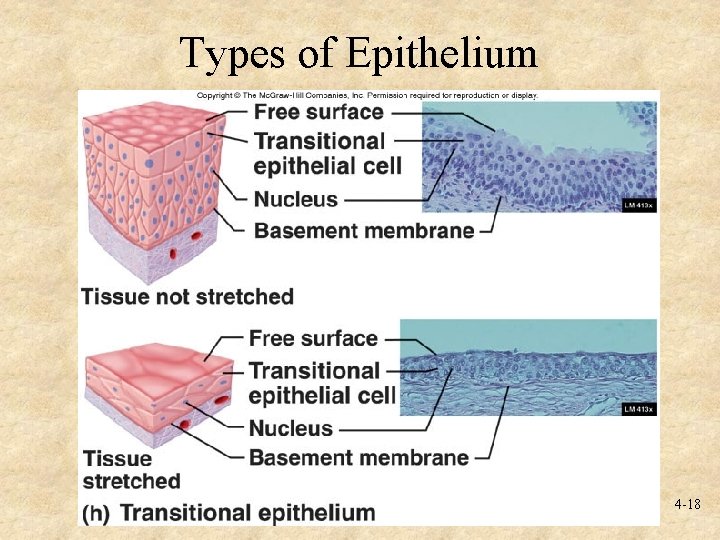 Types of Epithelium 4 -18 