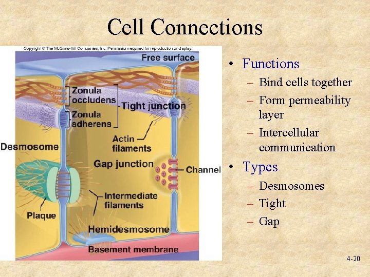 Cell Connections • Functions – Bind cells together – Form permeability layer – Intercellular