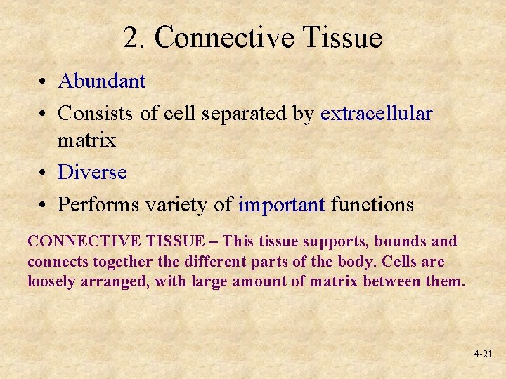 2. Connective Tissue • Abundant • Consists of cell separated by extracellular matrix •