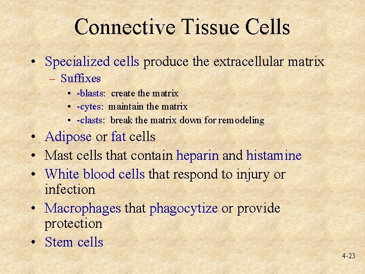 Connective Tissue Cells • Specialized cells produce the extracellular matrix – Suffixes • -blasts: