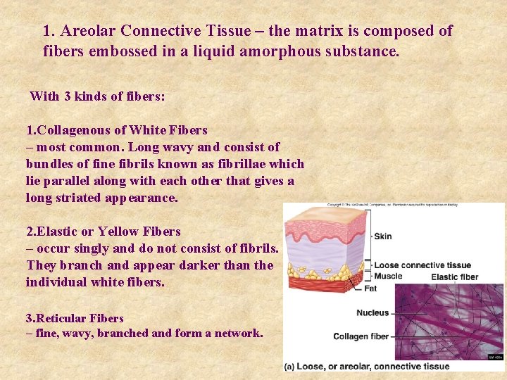 1. Areolar Connective Tissue – the matrix is composed of fibers embossed in a