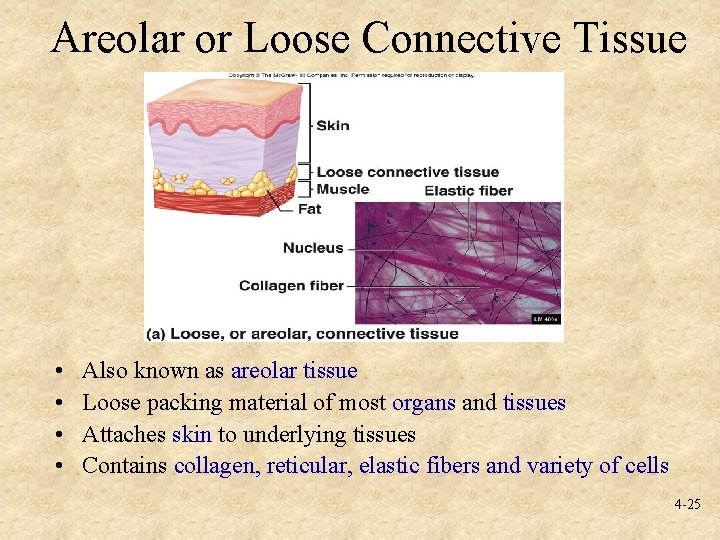 Areolar or Loose Connective Tissue • • Also known as areolar tissue Loose packing