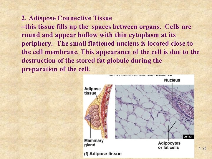 2. Adispose Connective Tissue –this tissue fills up the spaces between organs. Cells are