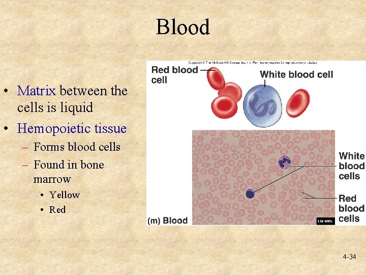 Blood • Matrix between the cells is liquid • Hemopoietic tissue – Forms blood