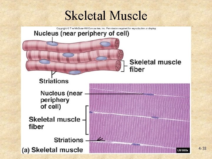 Skeletal Muscle 4 -38 