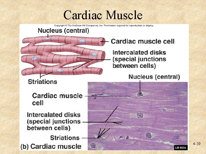 Cardiac Muscle 4 -39 
