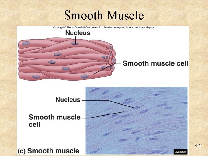 Smooth Muscle 4 -40 