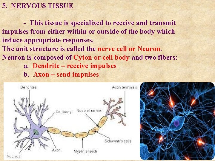 5. NERVOUS TISSUE - This tissue is specialized to receive and transmit impulses from
