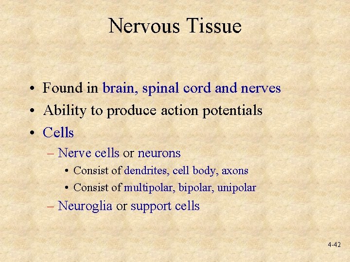 Nervous Tissue • Found in brain, spinal cord and nerves • Ability to produce