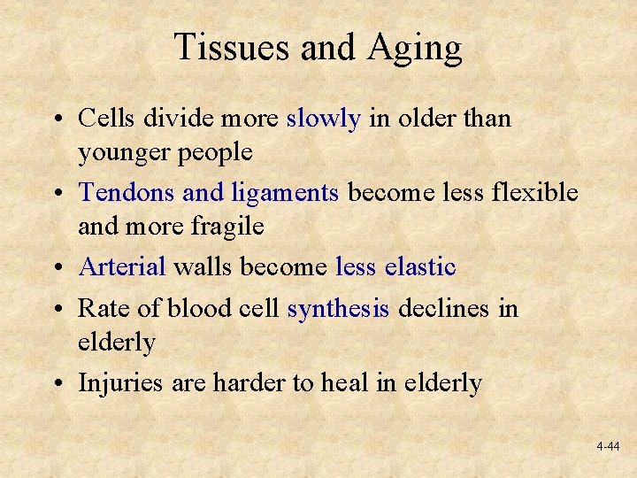 Tissues and Aging • Cells divide more slowly in older than younger people •