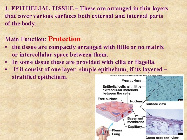 1. EPITHELIAL TISSUE – These arranged in thin layers that cover various surfaces both