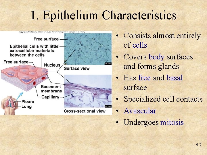 1. Epithelium Characteristics • Consists almost entirely of cells • Covers body surfaces and