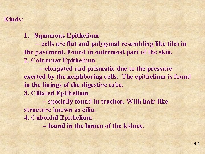 Kinds: 1. Squamous Epithelium – cells are flat and polygonal resembling like tiles in